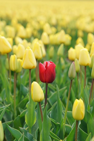 Erfolg durch gezielte Positionierung: Alleinstellungsmerkmale und Zielgruppenanalyse