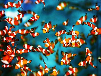 Wie richtest du deinen Blog optimal darauf aus, dass Google dich findet?