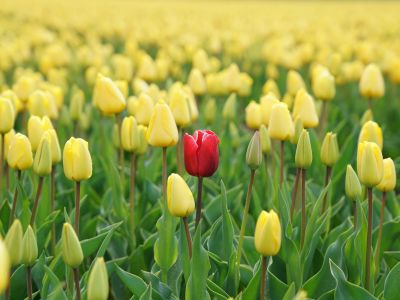 Erfolg durch gezielte Positionierung: Alleinstellungsmerkmale und Zielgruppenanalyse